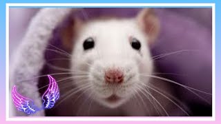КАК КУПАТЬ КРЫСУ. КАК МЫТЬ КРЫСУ ДАМБО. ? Влог#48 dumbo rat wash