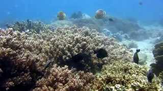 Underwater world Hon Mun. Подводный мир острова Мун. Дайвинг во Вьетнаме.