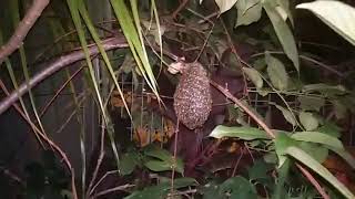 Rakaman Live Pindahkan Lebah Lalat / Lebah Kerdil