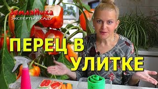 Перец на рассаду в улитке. Четыре главных принципа при посадке семян перца в улитки на рассаду.