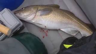 Поклевка Крупного ПАЛТУСА  о.  Кильдин  Мурманская обл. Май  / The bite of Large HALIBU