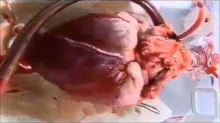 ماموستا فاتيح شارستينى,,,بابه ت كار كردنى ❤دل❤..سبحان الله له كه وره يت خودايه