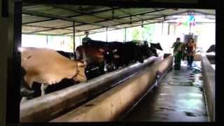 Kuttanadu Diary Farms - Documentary Part-1