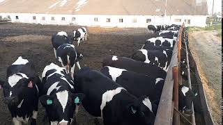 600 кг племенные нетели с продуктивностью более 7 500 за первую лактацию +79656176005 WhatsApp пишит