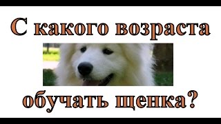 С какого возраста работать с щенком? с какого возраста начинать?