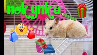 Делаем покупки в зоомагазине для канала Хомки | Новый питомец!? | Видео про хомяков | Hamsters