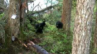 Alaska Black Bear Hunting. Don't mess with Mama