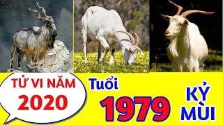 Tử vi năm 2020 tuổi KỶ MÙI - 1979 VỀ SỰ NGHIỆP, VẬN HẠN, SAO CHIẾU MỆNH BẠN NÊN BIẾT