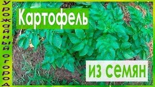 КАРТОФЕЛЬ ВЫРАЩЕННЫЙ ИЗ СЕМЯН В СЕРЕДИНЕ ЛЕТА!!!