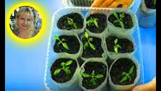 ?СТАКАНЧИК ДЛЯ РАССАДЫ СВОИМИ РУКАМИ !!! ? How to make a glass for seedlings