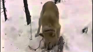 Охота на медведя  в берлоге!
