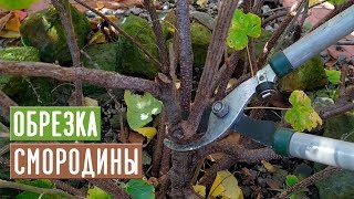 СМОРОДИНА ? Правильная обрезка повысит урожай!!! / Садовый гид