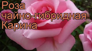 Роза чайно-гибридная Карина (rose carina) ? роза Карина обзор: как сажать саженцы розы Карина