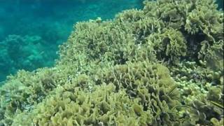 Snorkeling Maya Key Mahogany Bay, Roatan (Honduras)