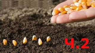Когда Сажать Кукурузу ?! Посадка Семенами в Открытый Грунт. Выращивание и Уход Ч.2