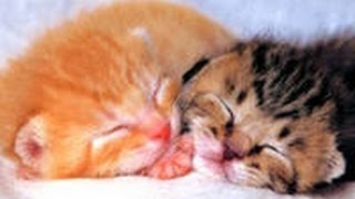 Котята - диджеи!!Прикол!))