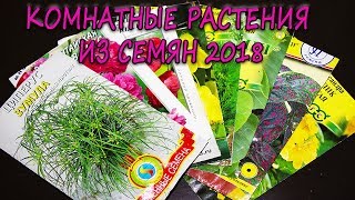 Комнатные растения из семян 2018. [Надежда и мир]