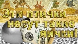 Money Birds ВЫВОД ДЕНЕГ! ПРОВЕРКА ЛОХОТРОНА?!?.