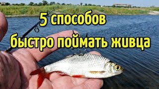 Как быстро поймать живца? Пять простых способов ловли