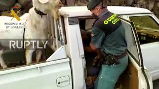 Spain: Police rescue animals after La Palma volcano eruption