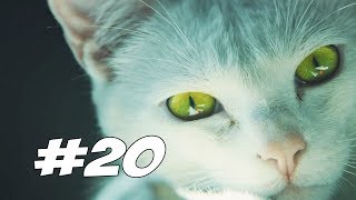 БОСС КОТ - Tom Clancy's Ghost Recon Wildlands - Прохождение #20