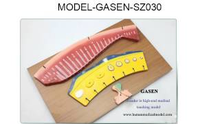 NORMAL FEMALE MENSTRUAL CYCLE WOMEN MENSTRUAL CYCLE DEMONSTRATION  MODEL GASEN SZ030