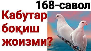 168. Кабутар боқиш жоизми?(Абдуллоҳ Зуфар Ҳафизаҳуллоҳ)