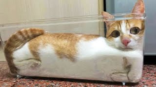 ? Funniest ? Cats And ?Dogs - Awesome Cute Pet Animals' Life ?