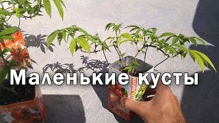 Новый сезон 2019. Маленькие кусты SOG