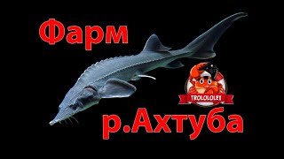 Русская рыбалка 4 Фарм на реке Ахтуба Russian fishing 4