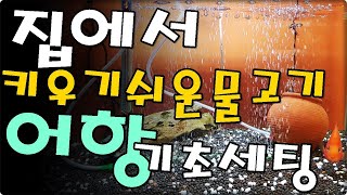 한량 집에서 키우기쉬운 물고기 추천 및 수조세팅 어항세팅하기