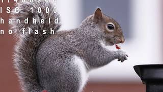 Test Canon 7d with Canon EF 400mm f/5.6L USM wildlife photos, birds.