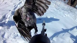 Crow hunting -Охота на ворон Gamo Shadov RSV