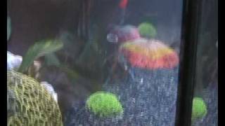 Тетрадон МБУ puffer mbu