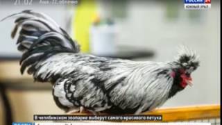 Россия 24 - Южный Урал 21:00