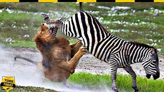 ? Những Pha Bẻ Lái Tẩu Thoát Ngoạn Mục Của Những Kẻ Bị Săn Trong Thế Giới Động Vật