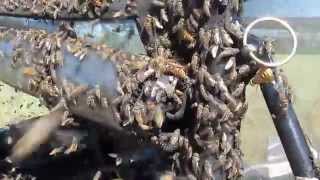 Жесть))Настоящий гнус, слабонервным не смотреть. 2 ))The invasion of midges