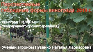 Виноград Тюльпан- ультрараннего срока созревания (Пузенко Н.Л.)
