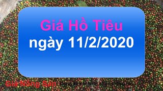 Giá Hồ Tiêu hôm nay ngày 11 tháng 2 năm 2020, giá nông sản hôm nay