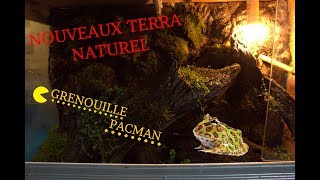 AMENAGEMENT DE MON TERRARIUM POUR CERATOPHRYS CRANWELLI