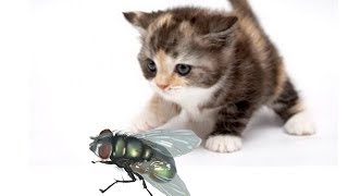 Fly on the screen to make fun with cat | cat game