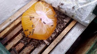 Пчела + мёд ревизия в феврале на пасеике