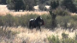 South African Safari 2012