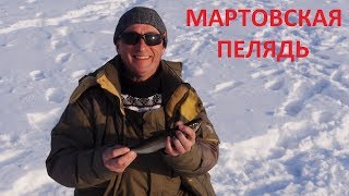 МАРТОВСКАЯ ПЕЛЯДЬ