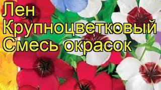 Лен крупноцветковый Смесь окрасок. Краткий обзор, описание характеристик, где купить семена