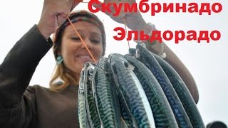 Ловля скумбрии в большом количестве