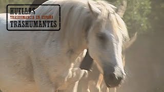 CABALLOS TRASHUMANTES DE LOS PIRINEOS. La Vall Fosca