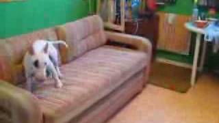 Минибуль ловит плюшевое сердце | Miniature bull terrier