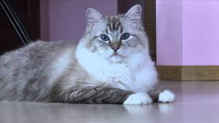 Koty Emilki
