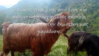 "Σκάρος" & "Τ' αρμέξανε τα πρόβατα" (ΑΣΠΡΟΠΟΤΑΜΟΣ)